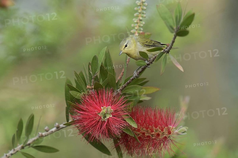 Tennessee Warbler