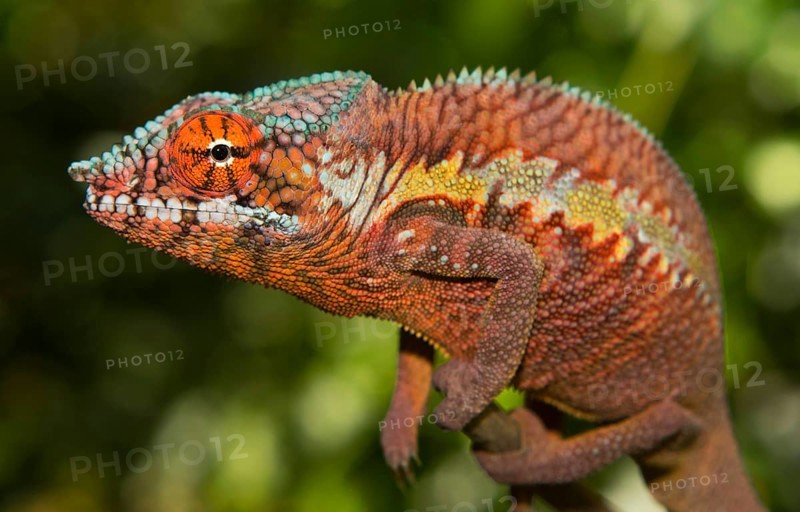 Panther chameleon