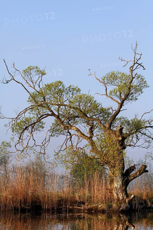 Old willow tree on banks of River Trebel