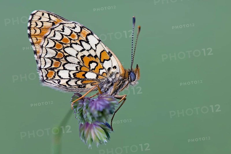 Knapweed fritillary