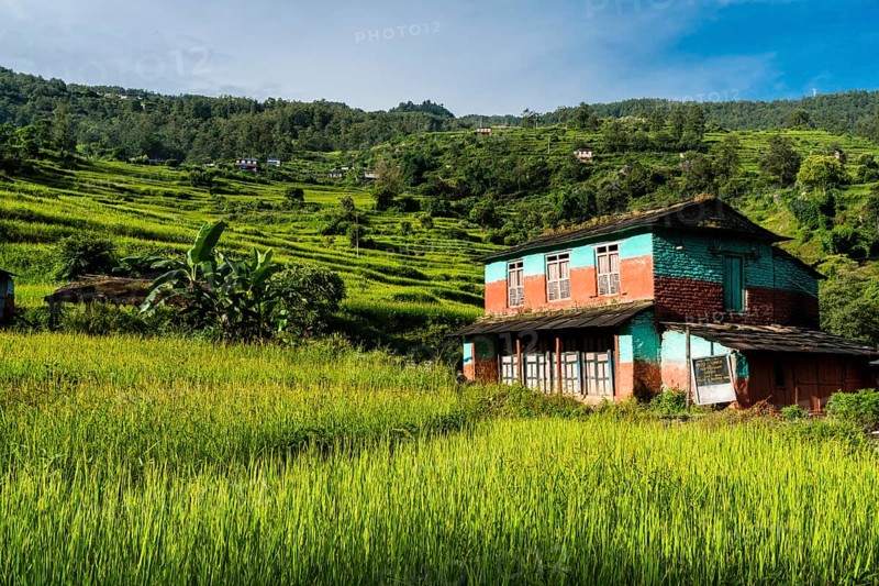 Farmhouse in agricultural landscape with green terrace rice fields