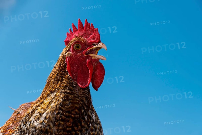 A rooster