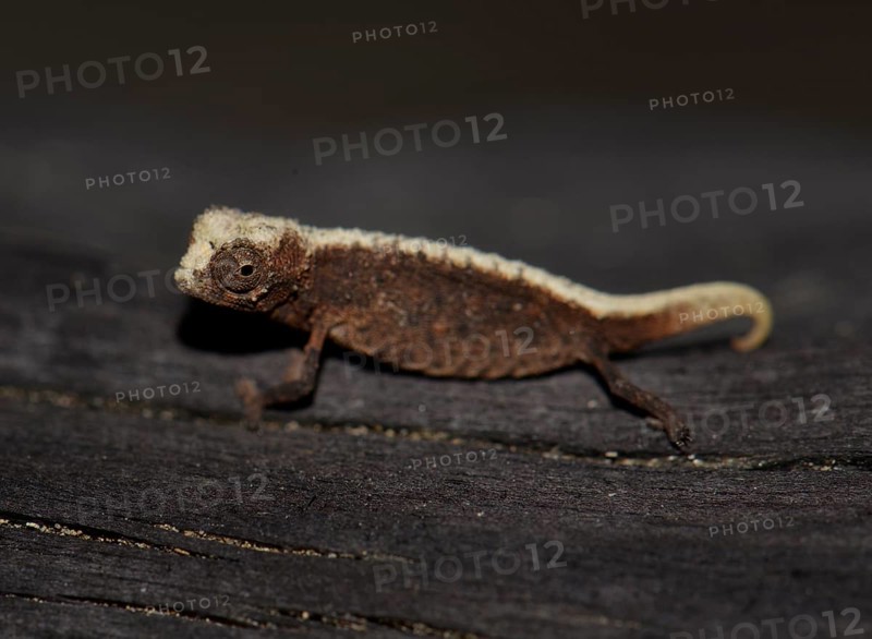 Male dwarf chameleon