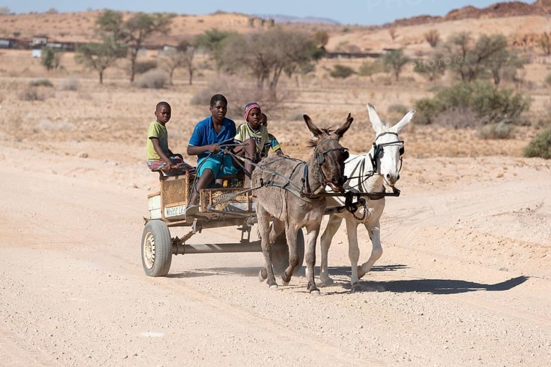 Children on donkey cart
