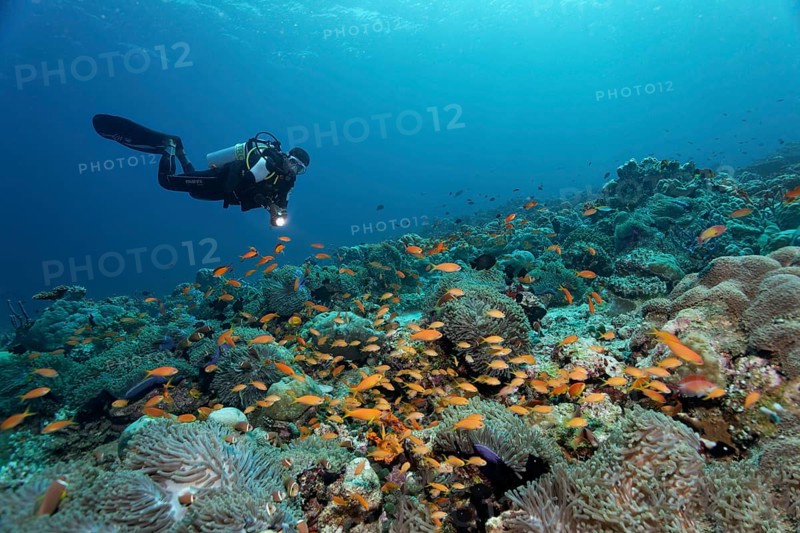 Coral reef with magnificent sea anemones