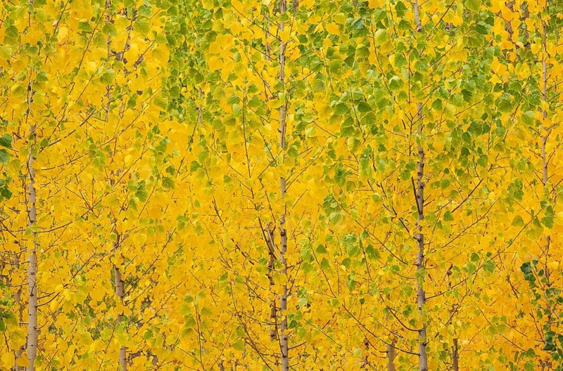 Yellow aspens