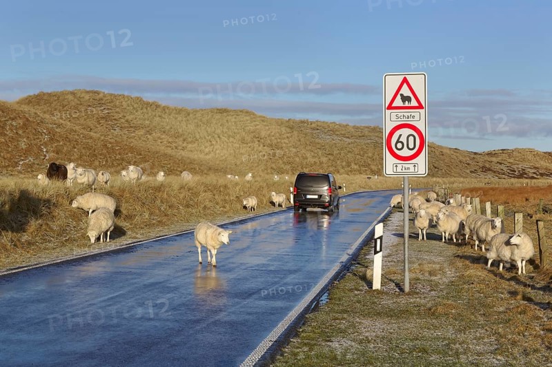 Sheep