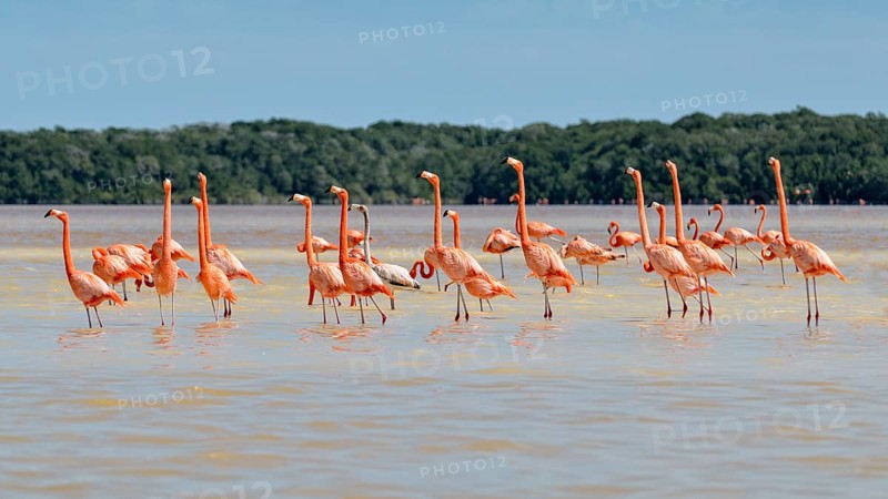 American flamingos
