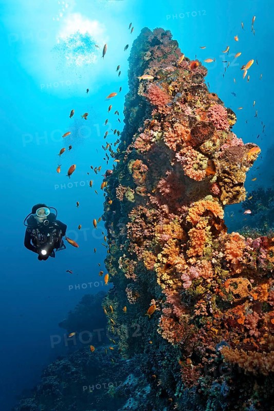 Divers