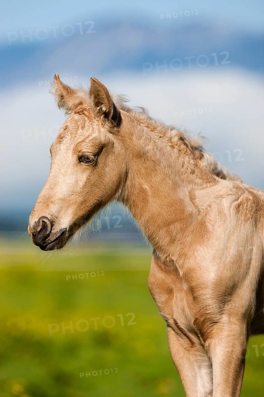 Palomino Morgan horse foal
