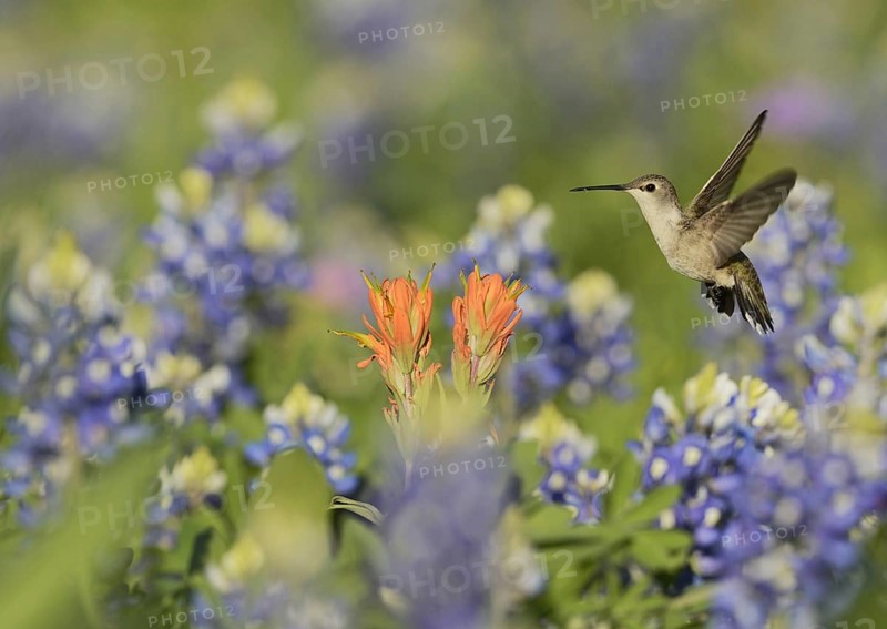Black-chinned Hummingbird