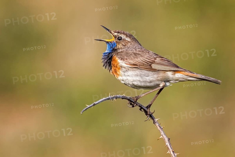 Bluethroat