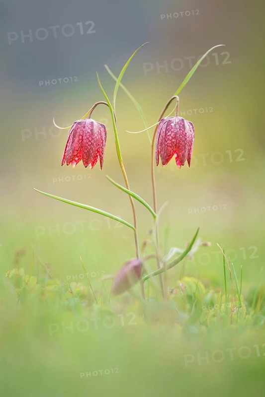 Snake's Head Fritillarys
