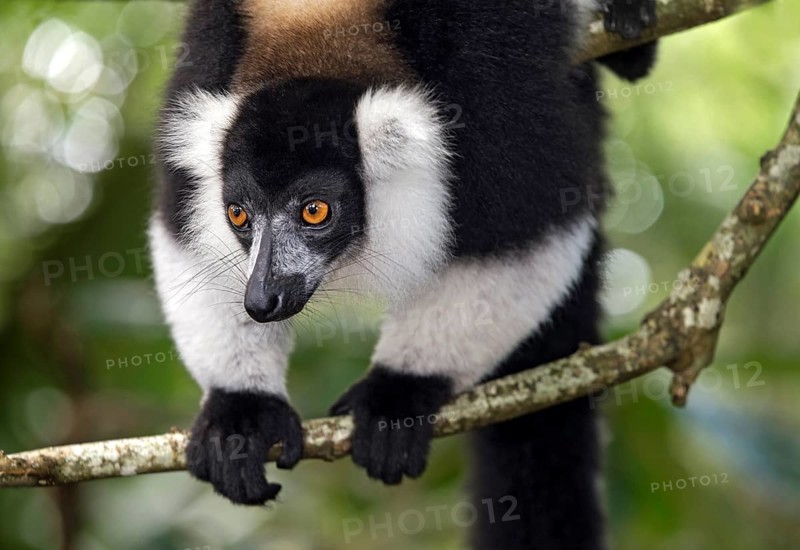Black-and-white ruffed lemur