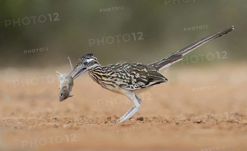 Greater Roadrunner