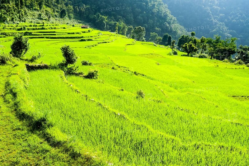 Agricultural landscape with green rice fields
