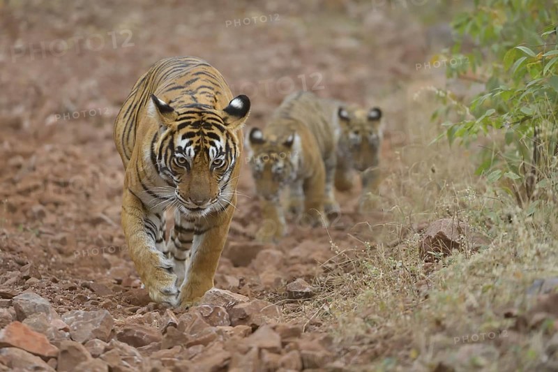 Bengal Tiger