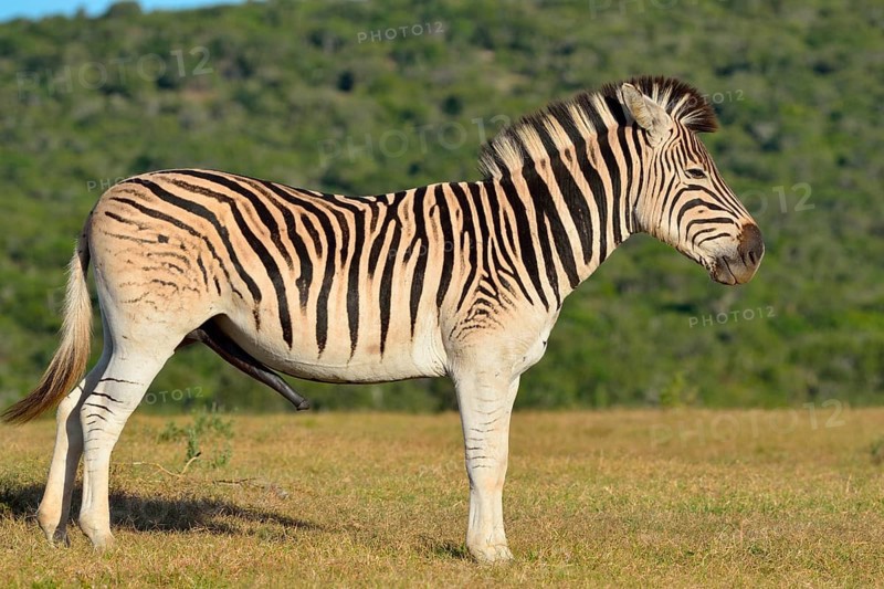 Burchell's zebra