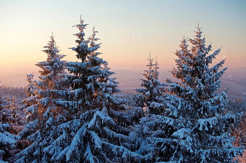 Snow covered spruce trees in winter