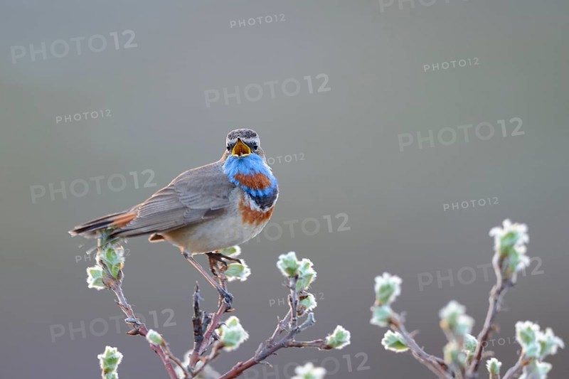 Singing Red-spotted bluethroat