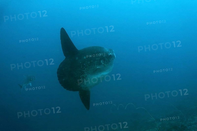 Moonfish