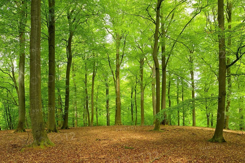 Untouched beech forest