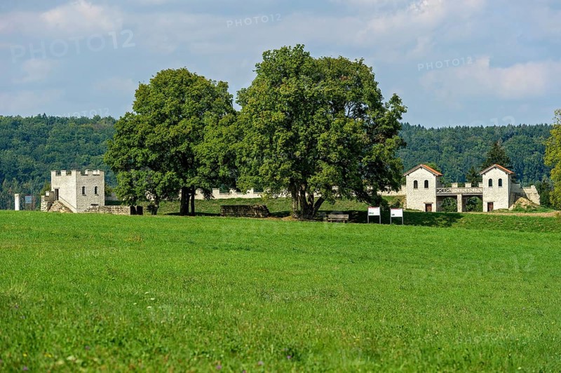 Field maple