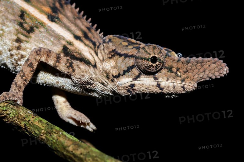 Rhino chameleon