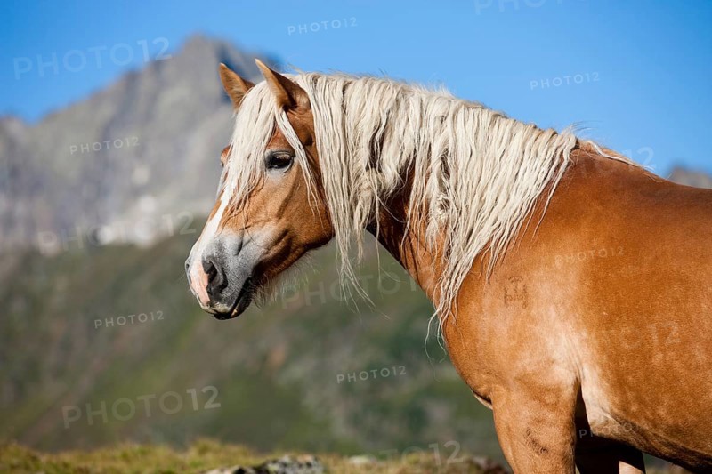Haflinger