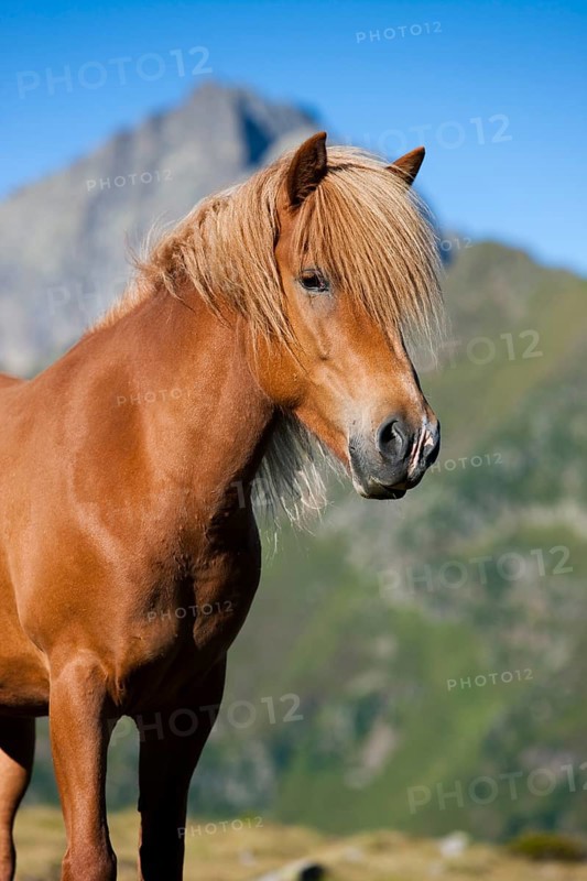 Icelandic horse in front of mountain range