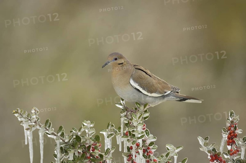 White-winged Dove