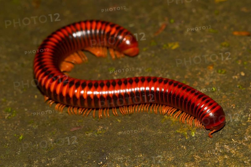 Millipede