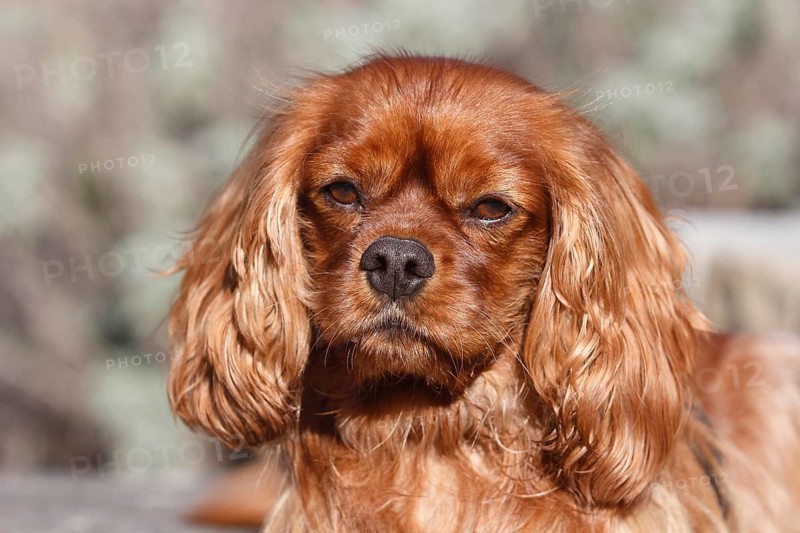 King Charles Spaniel