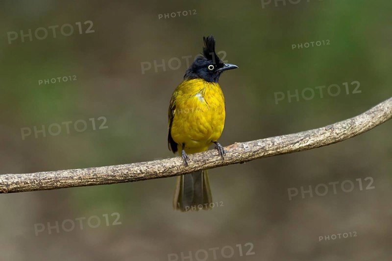 Black-capped bulbul
