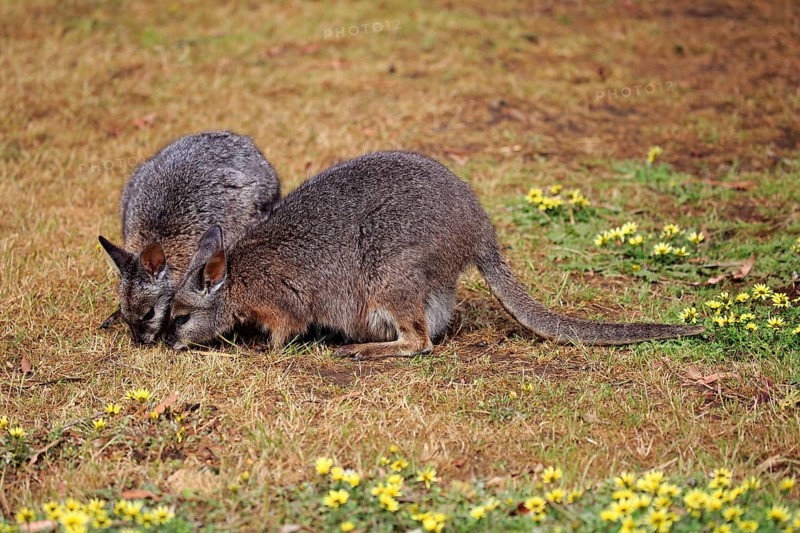 Two Tammar wallabies
