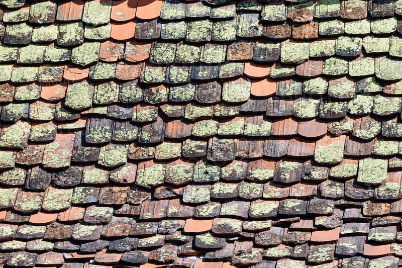 Mossy roof tiles