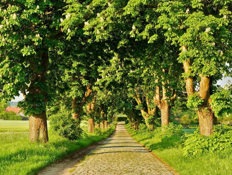 Tree-lined road
