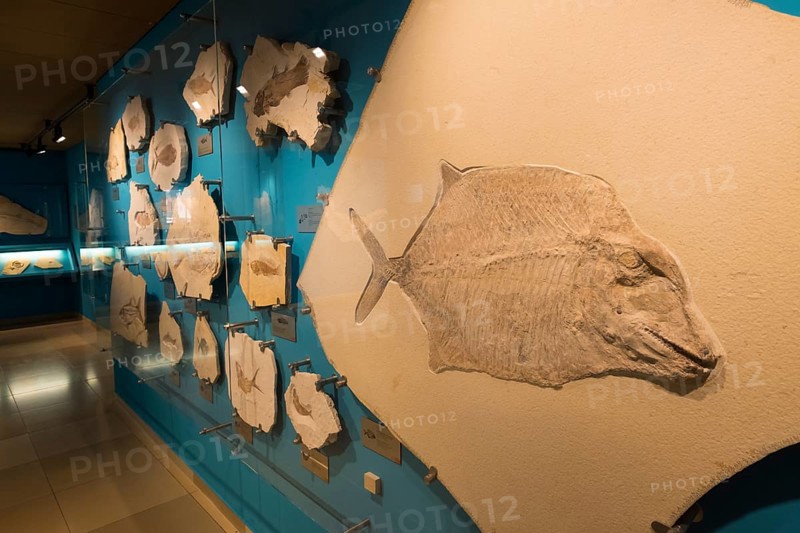 Fossils