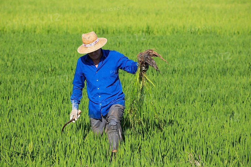 Weeding the rice fields