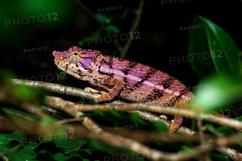 Rhino chameleon