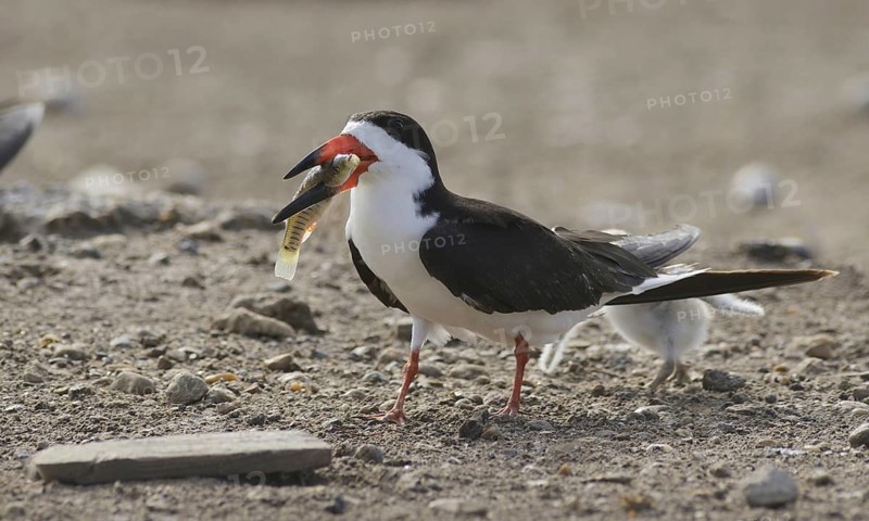Black skimmer