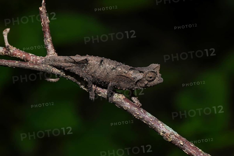 Stub-tailed chameleon