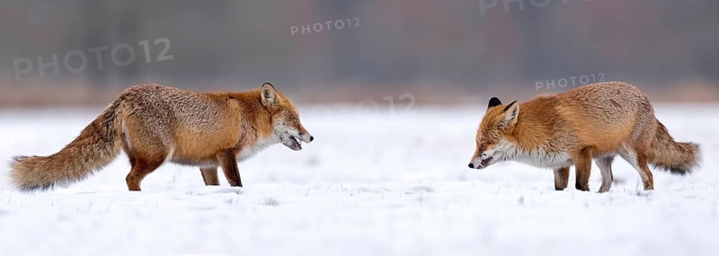 Two Red foxes