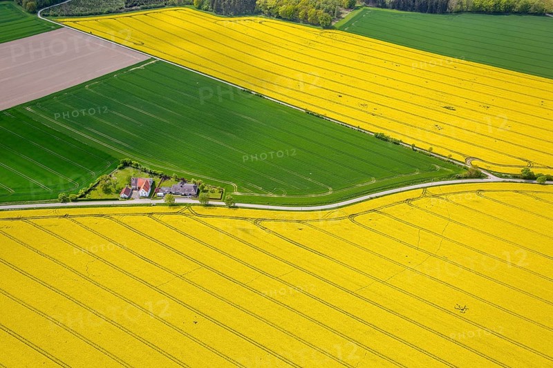 Flowering yellow rape fields