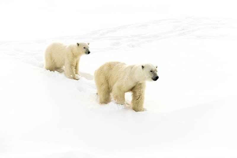 Polar bears