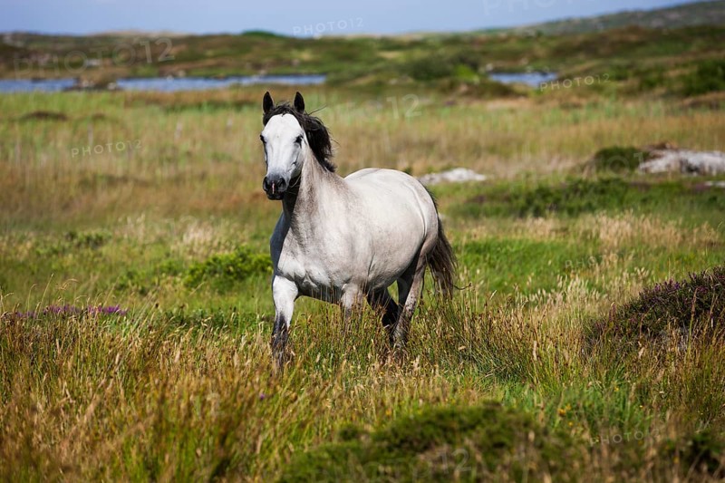 Connemara pony trots in moorland