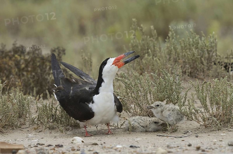 Black skimmer