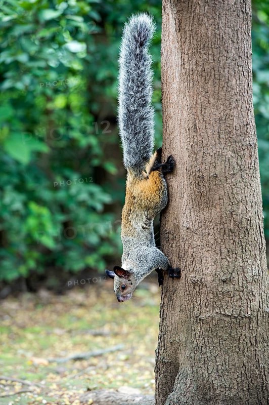 Guayaquil squirrel
