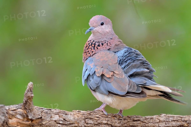 Laughing dove