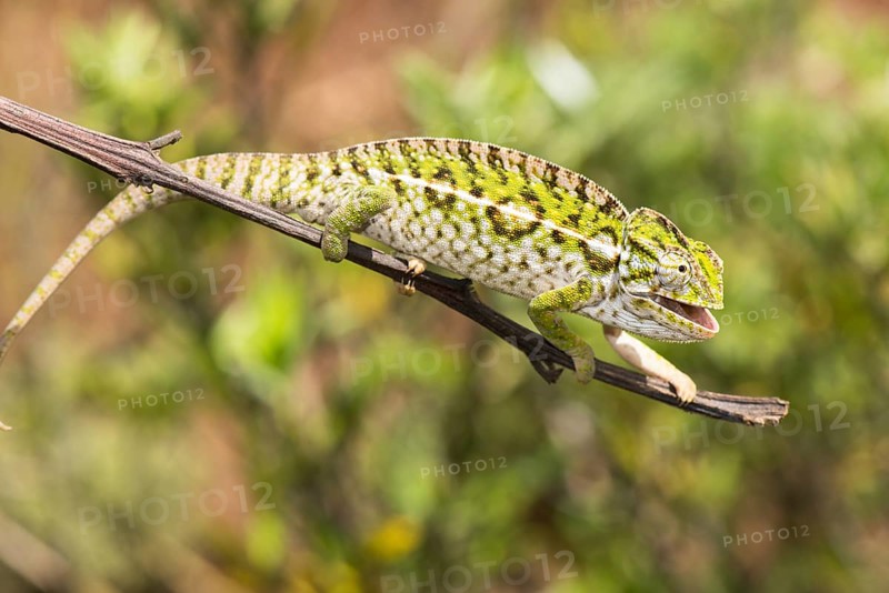 Jewel chameleon
